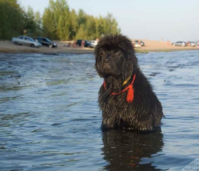 Фото: ньюфаундленд Супер Премиум Вашингтон