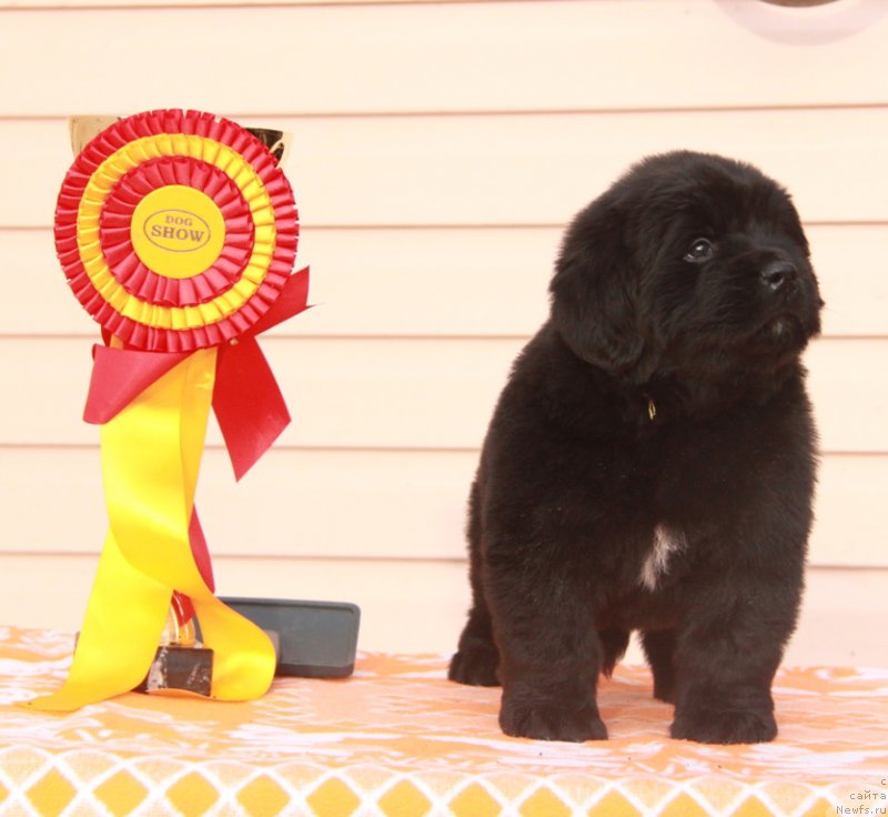 Фото: ньюфаундленд Аквиан Сонг Перфект Бэлла