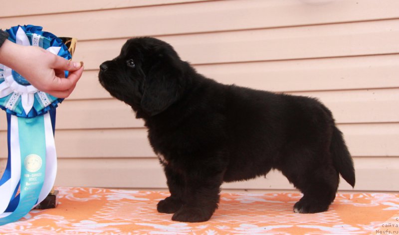 Фото: АС Перформанс