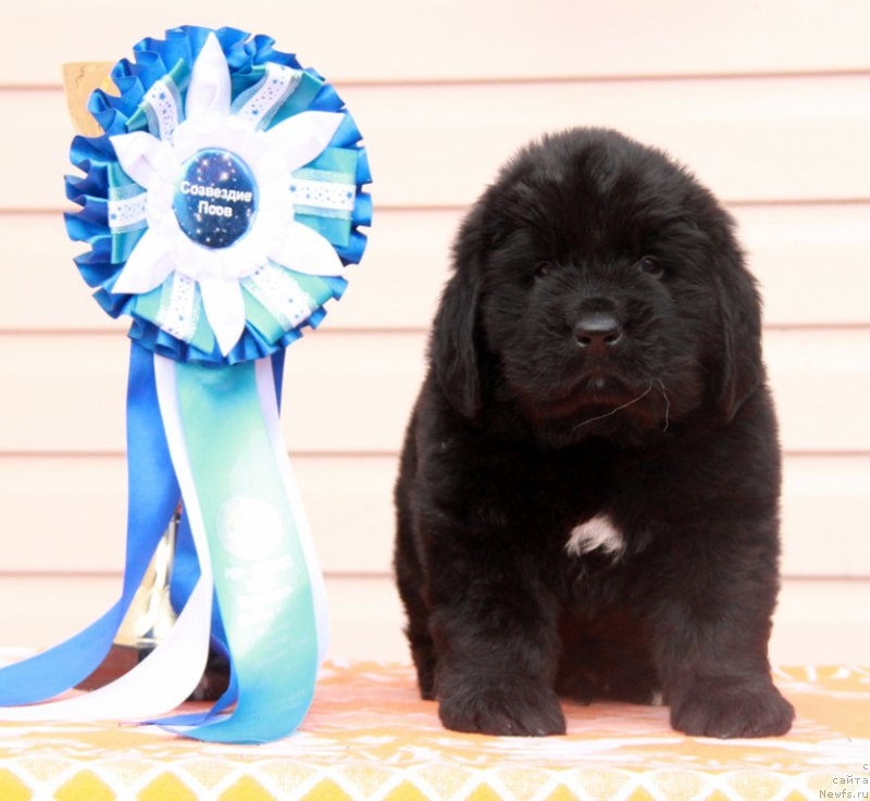 Фото: АС Перформанс