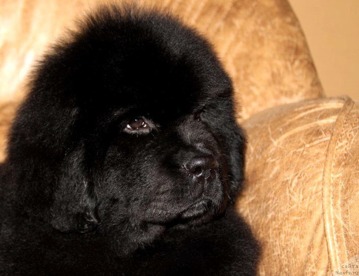 Фото: ньюфаундленд God's Handiwork Dinastiya Soverchenstva