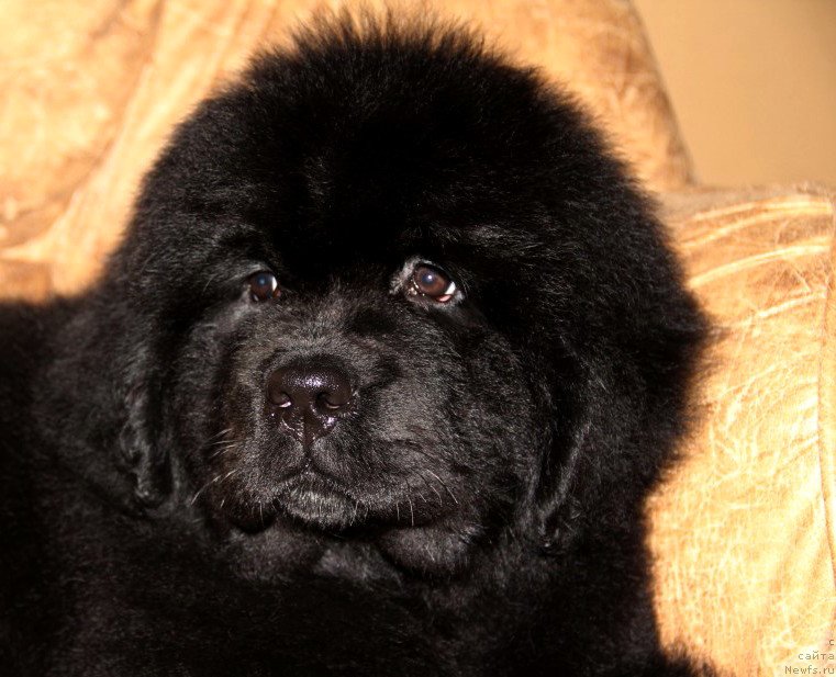 Фото: ньюфаундленд God's Handiwork Dinastiya Soverchenstva