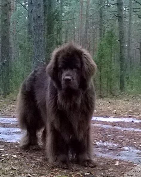 Фото: ньюфаундленд Newettas Vanessa