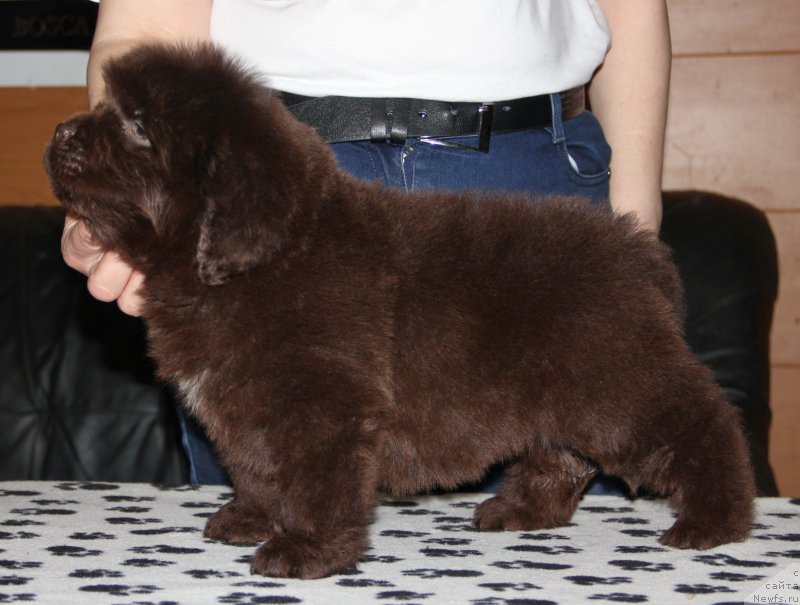 Фото: ньюфаундленд Ньюфорт Васаби