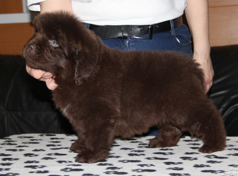 Фото: ньюфаундленд Ньюфорт Васаби