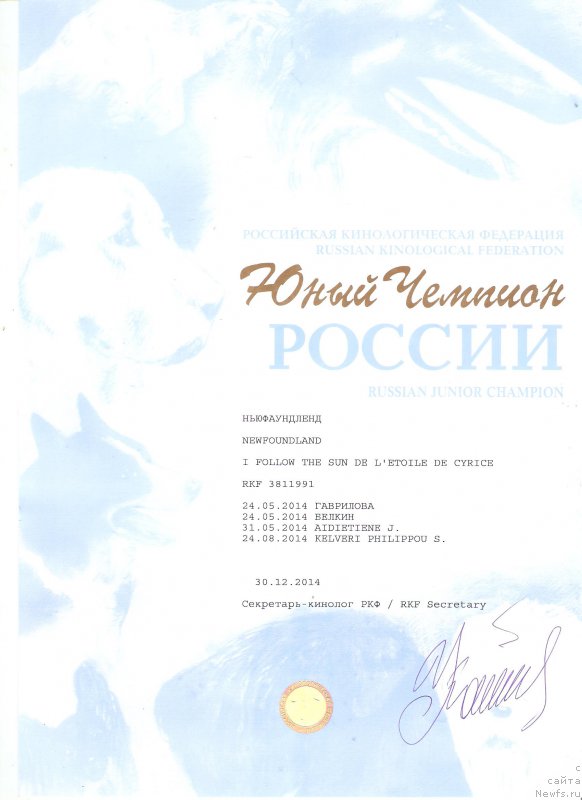 Фото: ньюфаундленд I Follow The Sun de L'Etoile de Cyrice