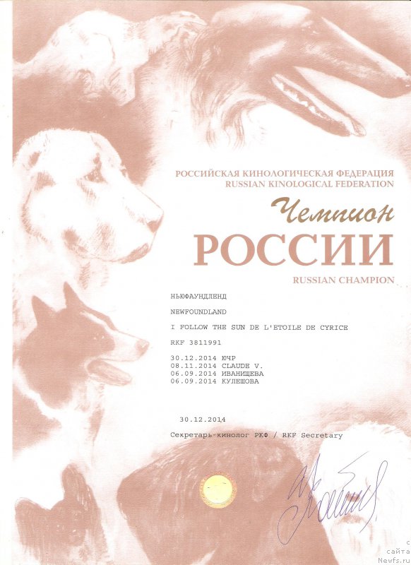 Фото: ньюфаундленд I Follow The Sun de L'Etoile de Cyrice