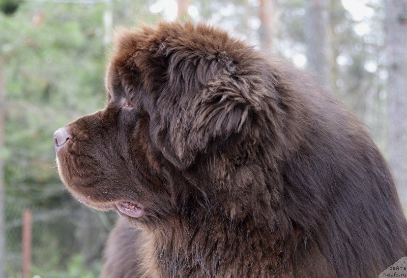 Фото: ньюфаундленд I Follow The Sun de L'Etoile de Cyrice