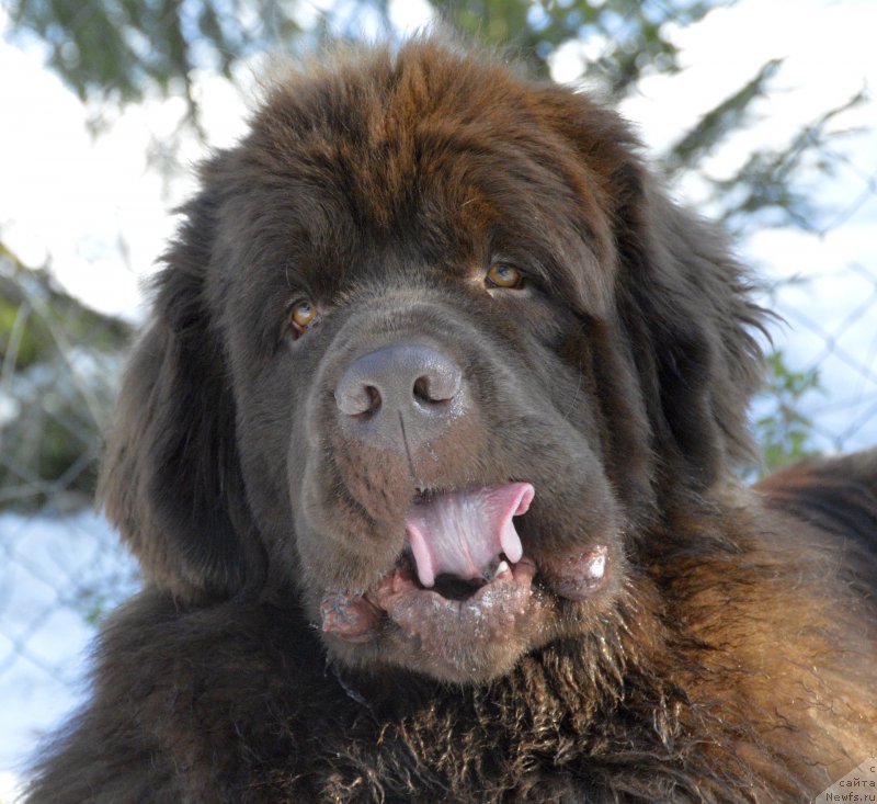 Фото: ньюфаундленд I Follow The Sun de L'Etoile de Cyrice