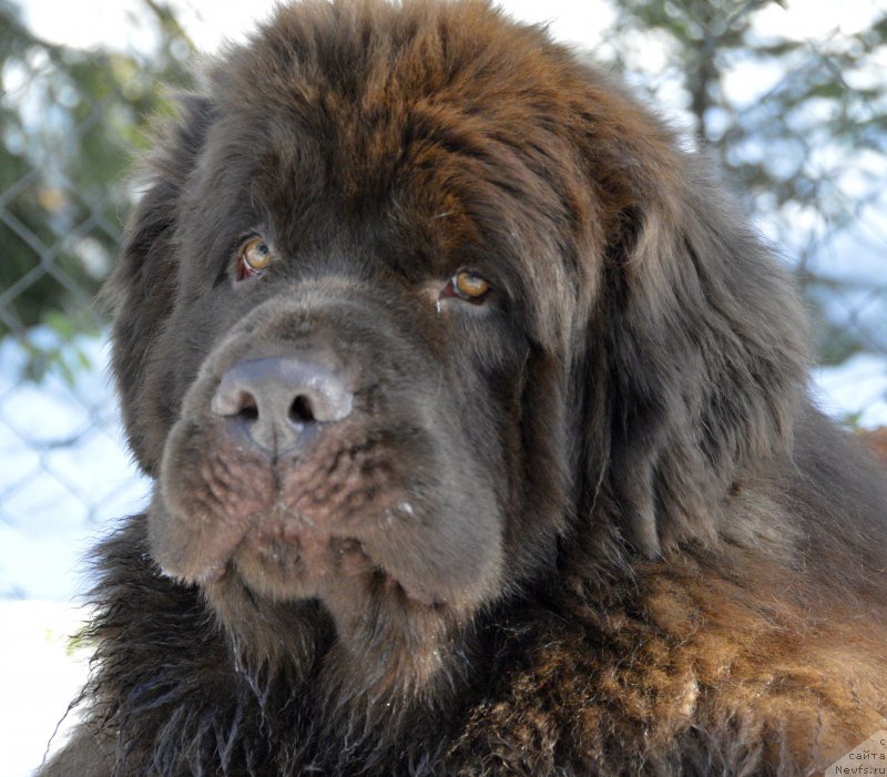 Фото: ньюфаундленд I Follow The Sun de L'Etoile de Cyrice