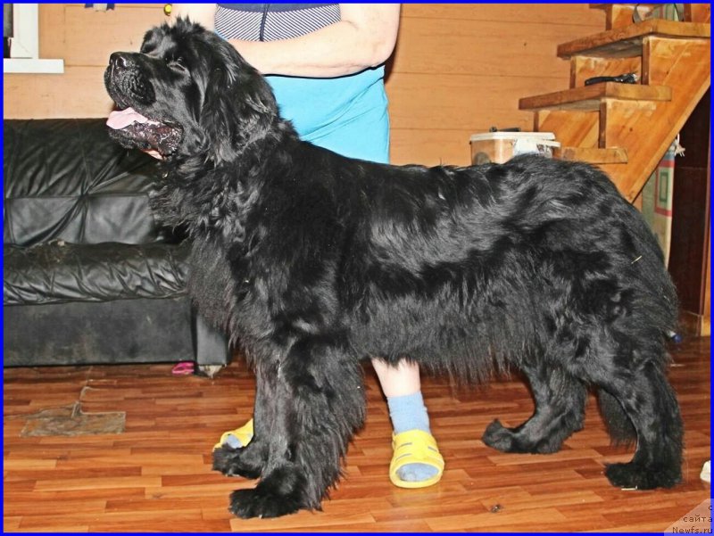 Фото: ньюфаундленд Ньюфорт Черный Шоколад
