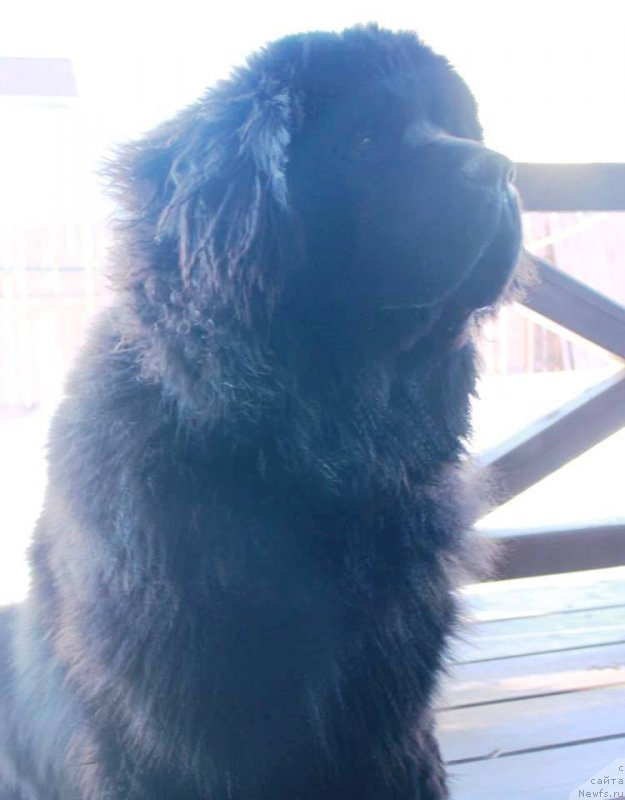 Фото: ньюфаундленд Нью-Пом-Шир Арктур Сварт Бьорн