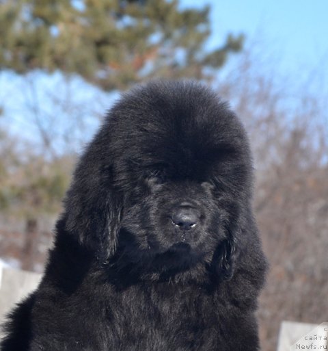 Фотография № 176589