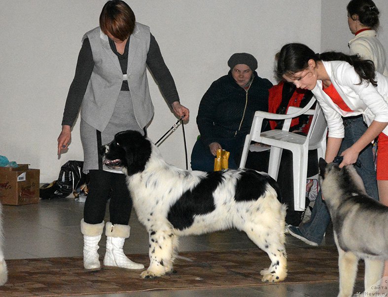 Фото: ньюфаундленд Маг Исполин Ольха