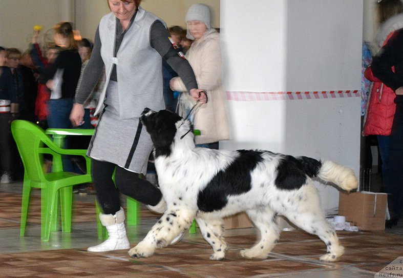Фото: ньюфаундленд Маг Исполин Ольха