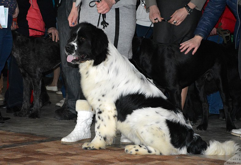 Фото: ньюфаундленд Маг Исполин Ольха