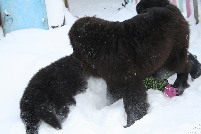 Фотография № 176602