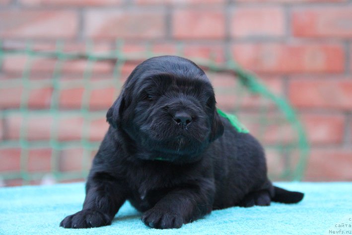 Фото: ньюфаундленд Дон с Берега Дона (Don s Berega Dona)