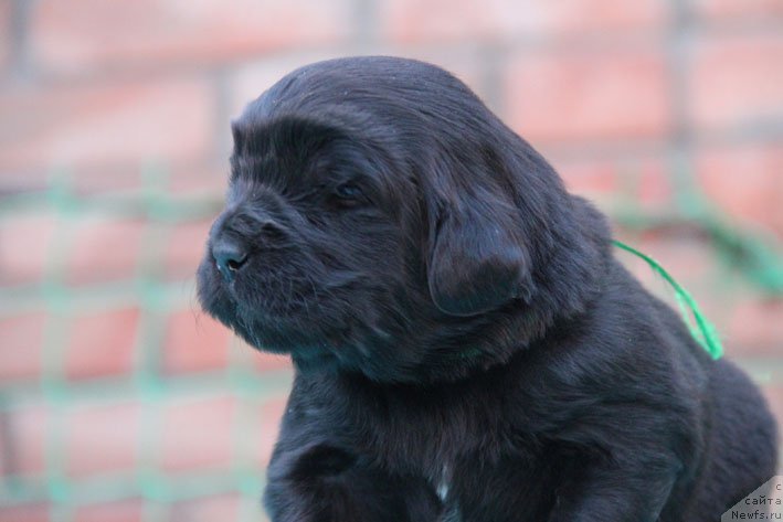 Фото: ньюфаундленд Дон с Берега Дона (Don s Berega Dona)