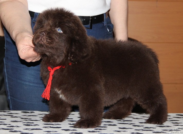 Фото: ньюфаундленд Ньюфорт Весна Любви