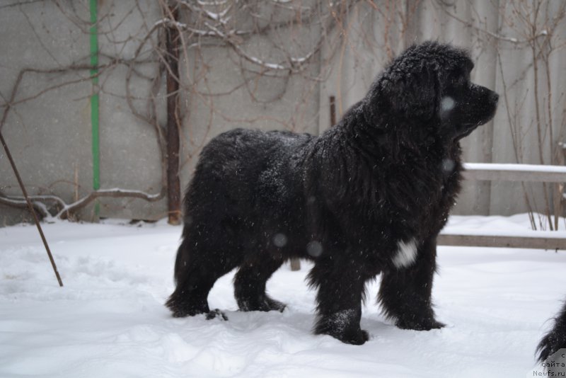 Фото: ньюфаундленд Талисман Моря Мишель