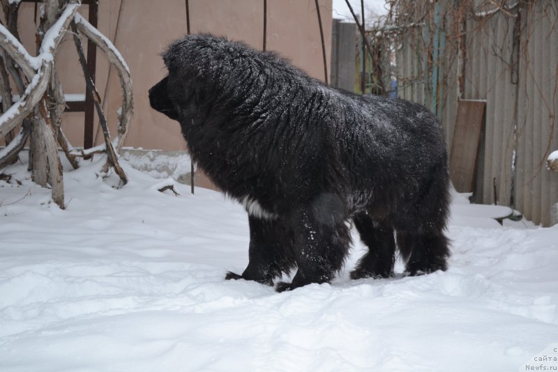 Фото: ньюфаундленд Талисман Моря Мишель