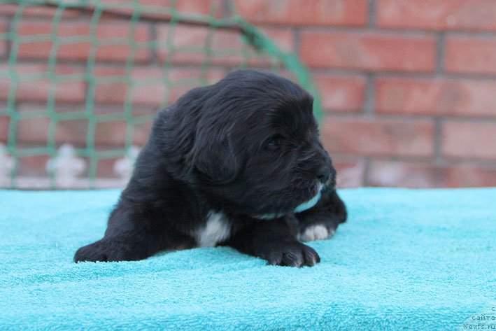 Фото: ньюфаундленд Душечка с Берега Дона (Dushechka s Berega Dona)
