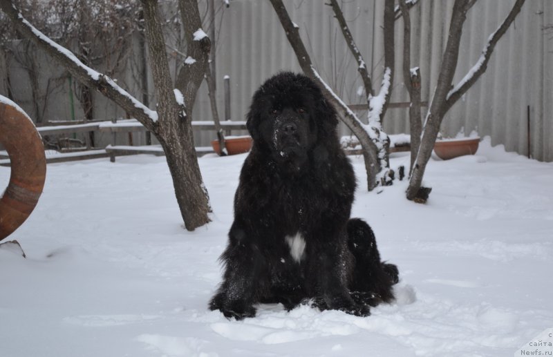 Фото: ньюфаундленд Талисман Моря Мишель