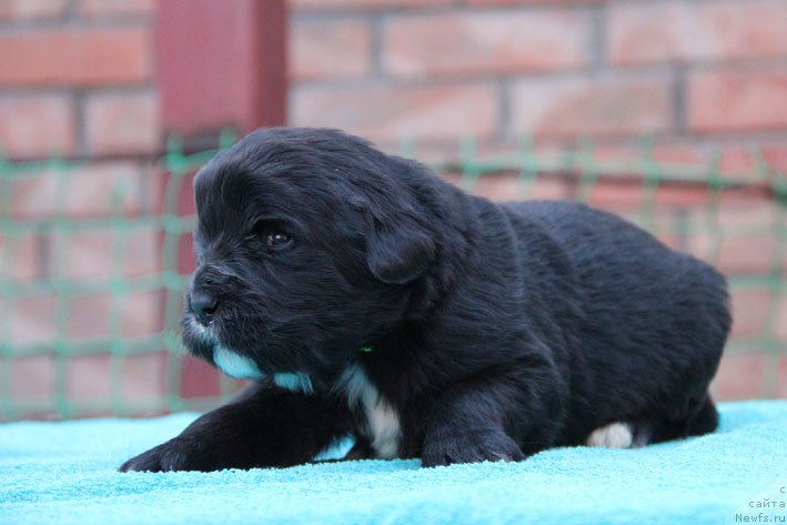 Фото: ньюфаундленд Душечка с Берега Дона (Dushechka s Berega Dona)