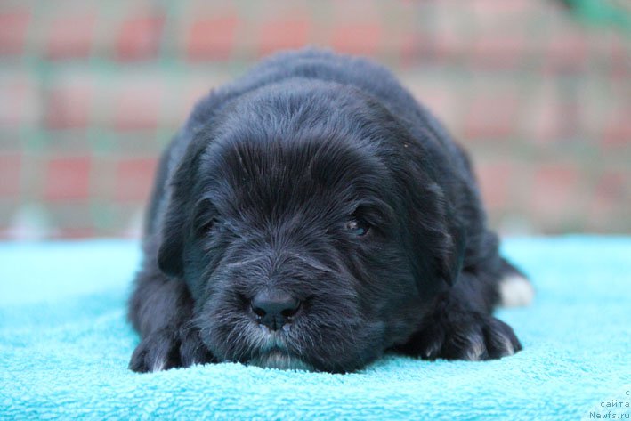 Фото: ньюфаундленд Душечка с Берега Дона (Dushechka s Berega Dona)