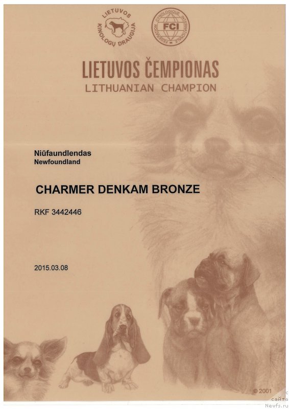 Фото: ньюфаундленд Чармер Денкам Бронз (Charmer Denkam Bronze)