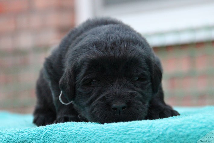 Фото: ньюфаундленд Династия с Берега Дона (Dinastiya s Berega Dona)