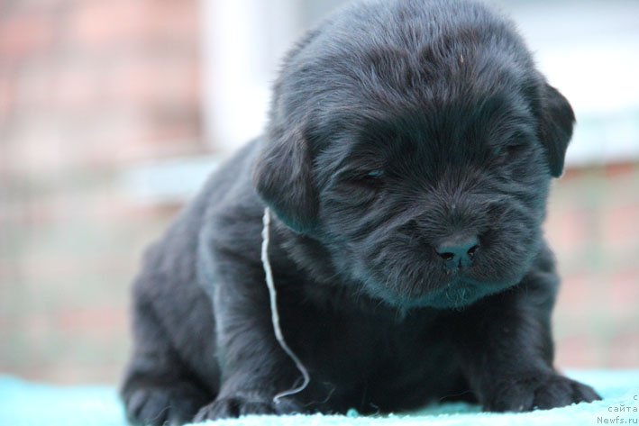 Фото: ньюфаундленд Династия с Берега Дона (Dinastiya s Berega Dona)