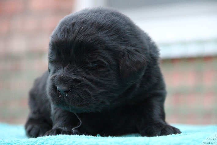 Фото: ньюфаундленд Династия с Берега Дона (Dinastiya s Berega Dona)