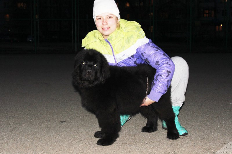 Фото: ньюфаундленд Персей Ревайва Кид