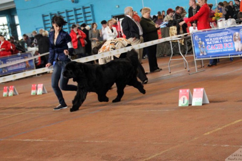 Фото: ньюфаундленд Альфа Таури Династия Совершенства (Аlpha Tauri Dinastiya Soverchenstva), Анна Пронская
