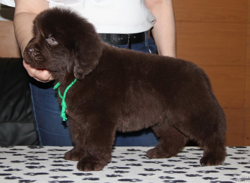 Фото: ньюфаундленд Ньюфорт Уитни Традиция Легенды