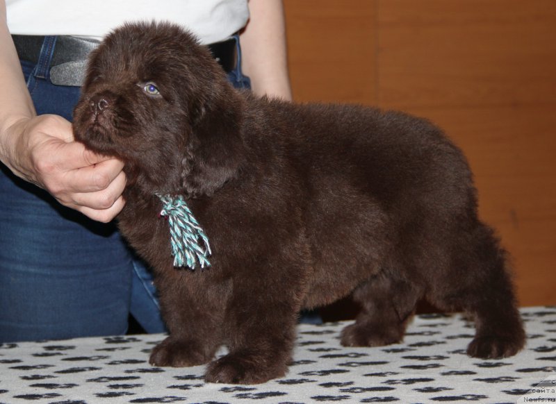 Фотография № 176656