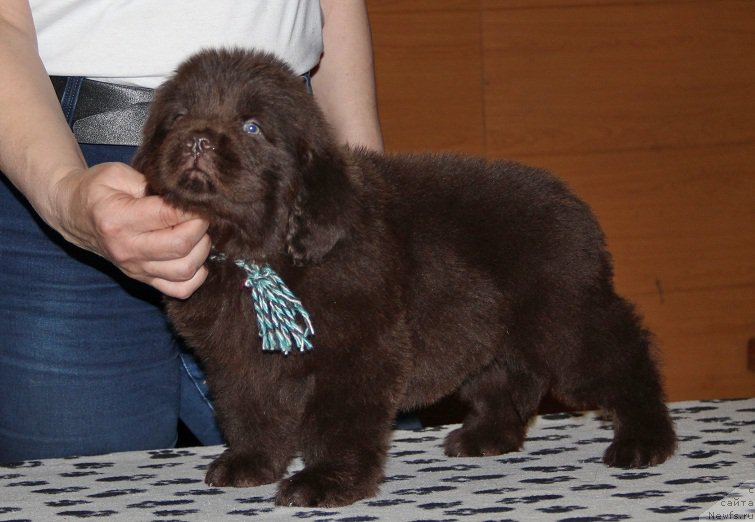 Фотография № 176657