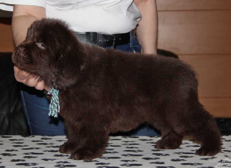 Фотография № 176658