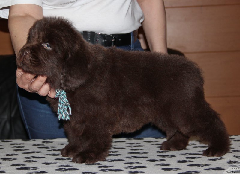 Фотография № 176659