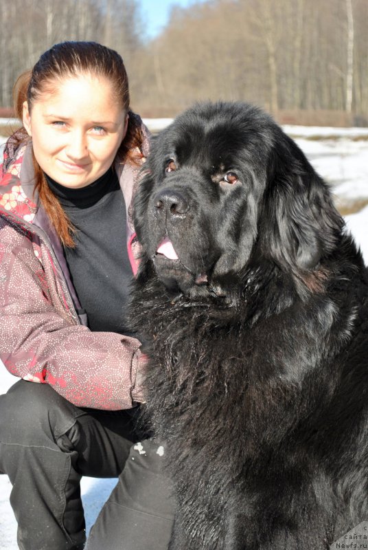 Фото: ньюфаундленд Черный Чанк с Берега Дона (Chernyj Chank s Berega Dona)