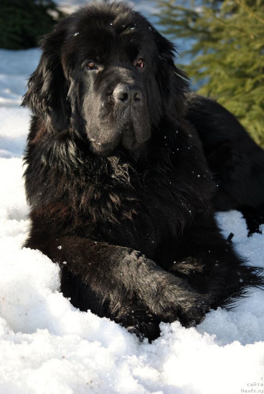 Фото: ньюфаундленд Черный Чанк с Берега Дона (Chernyj Chank s Berega Dona)