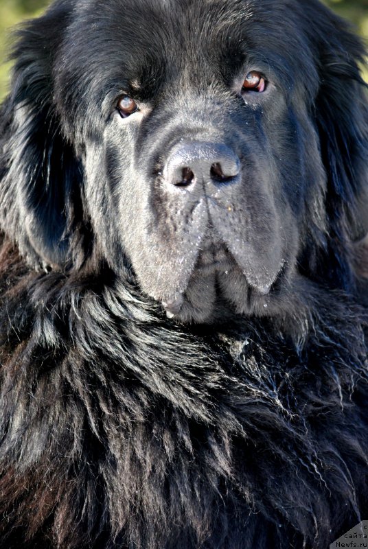 Фото: ньюфаундленд Черный Чанк с Берега Дона (Chernyj Chank s Berega Dona)