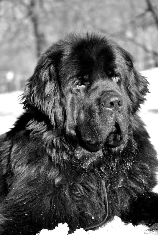Фото: ньюфаундленд Черный Чанк с Берега Дона (Chernyj Chank s Berega Dona)