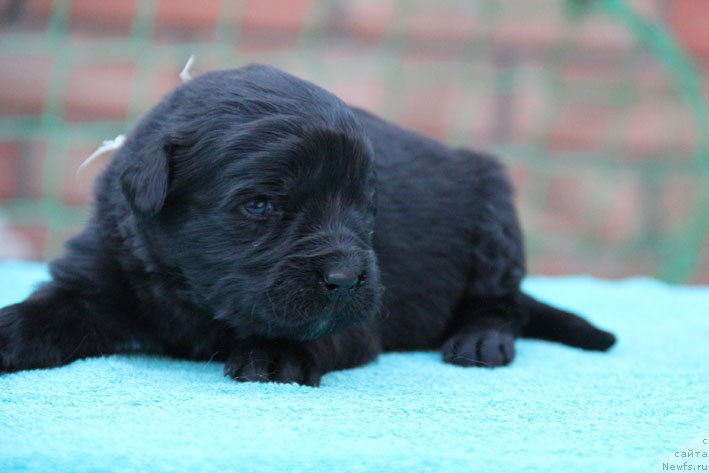 Фото: ньюфаундленд Диковинка с Берега Дона (Dikovinka s Berega Dona)