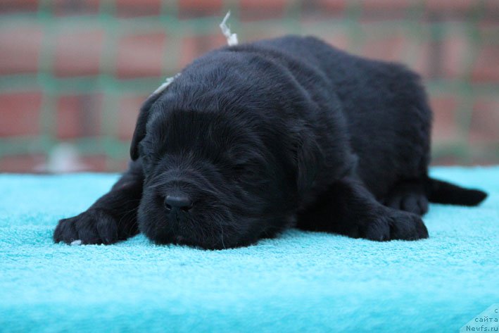 Фото: ньюфаундленд Диковинка с Берега Дона (Dikovinka s Berega Dona)