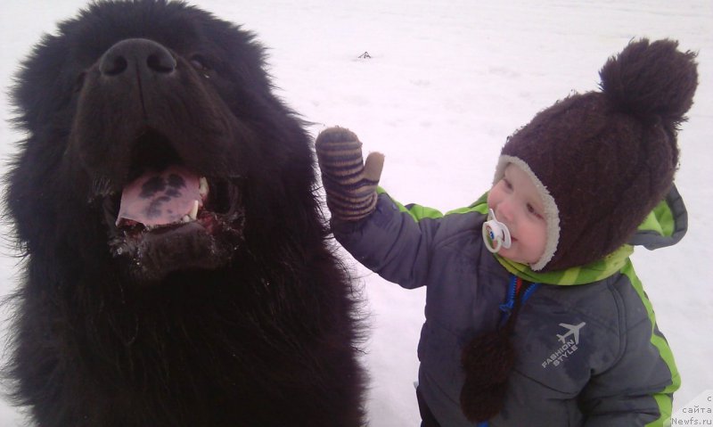 Фото: ньюфаундленд Блек Гениус Бриллиант