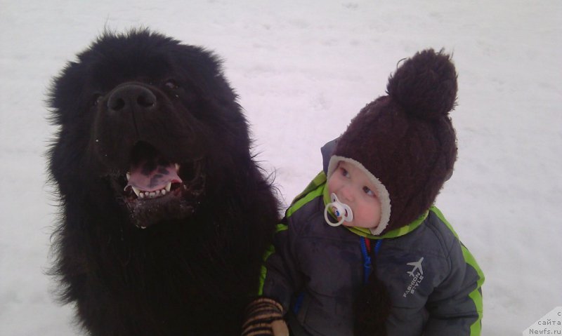 Фото: ньюфаундленд Блек Гениус Бриллиант