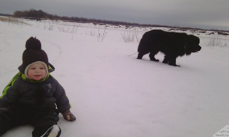 Фото: ньюфаундленд Блек Гениус Бриллиант